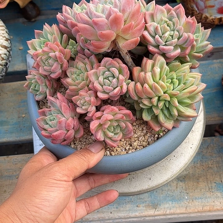 多肉植物一物一拍