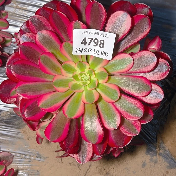 4798美杜莎多肉植物2号