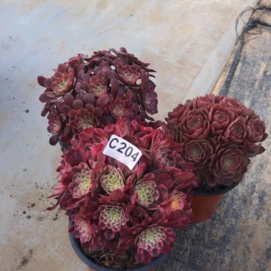 法师多肉植物组合204