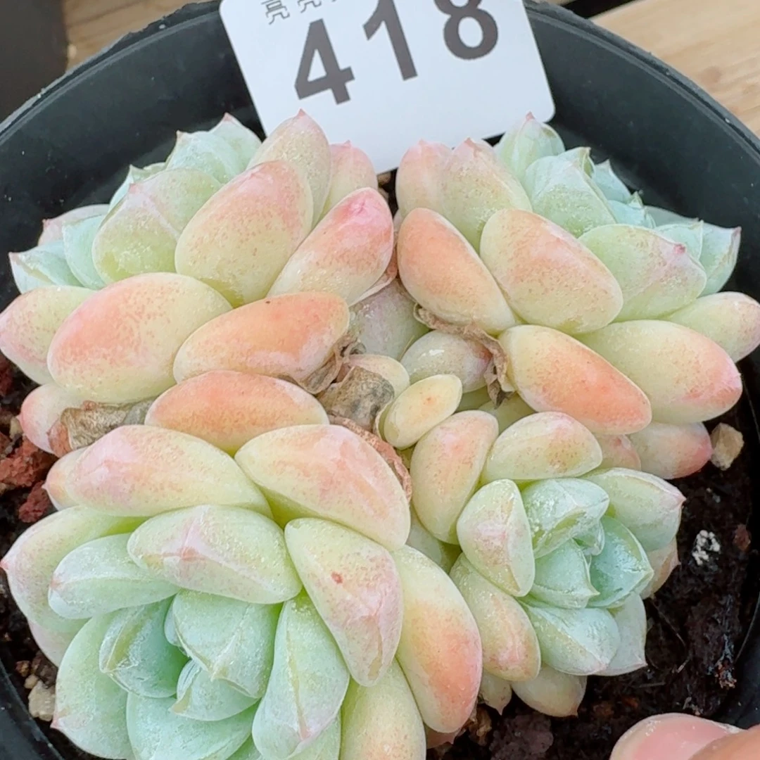 白冰玉            精美多肉植物