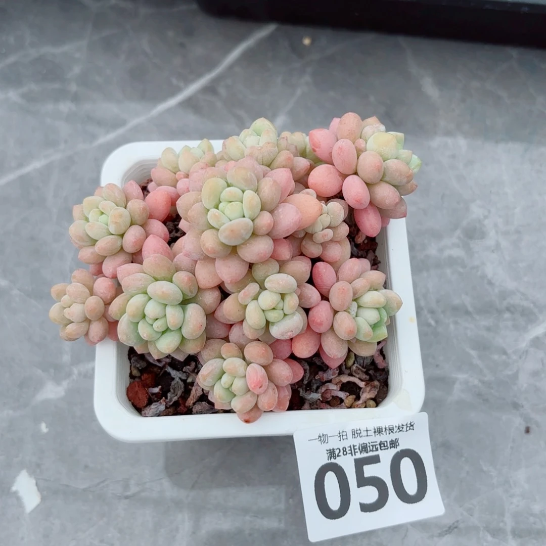 鱼子酱老桩多肉多肉