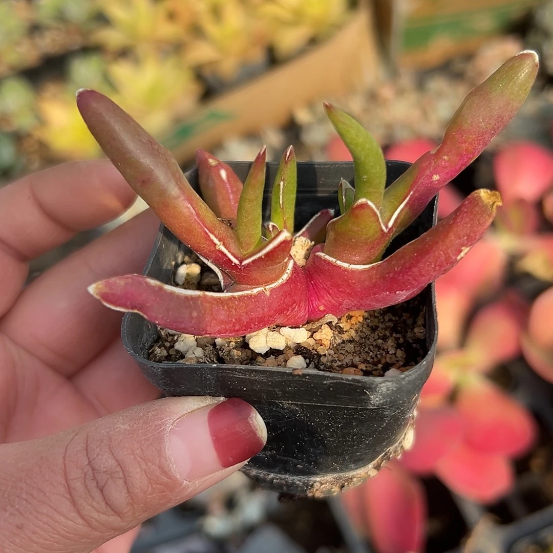 多肉植物心妖开花