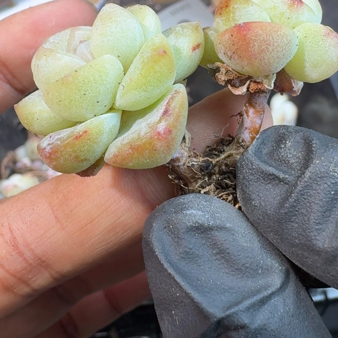 12号到手3颗江北多肉