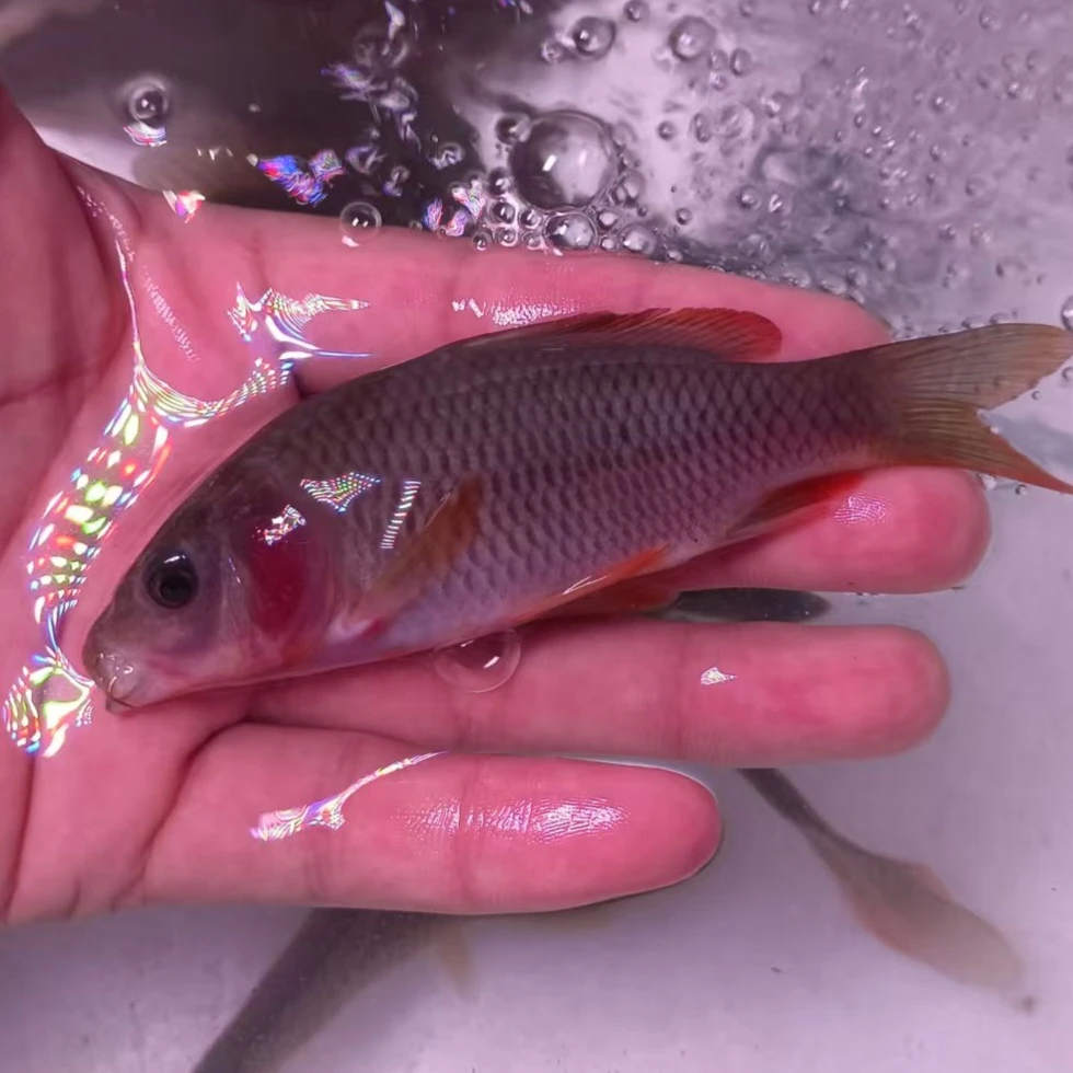 荷花鲤禾花鲤中型鱼原生淡水观赏鱼