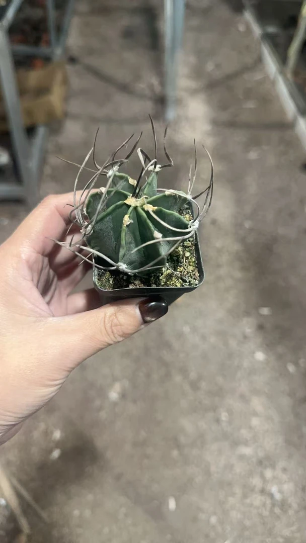 满十八元包邮【实生水牛角仙人球】