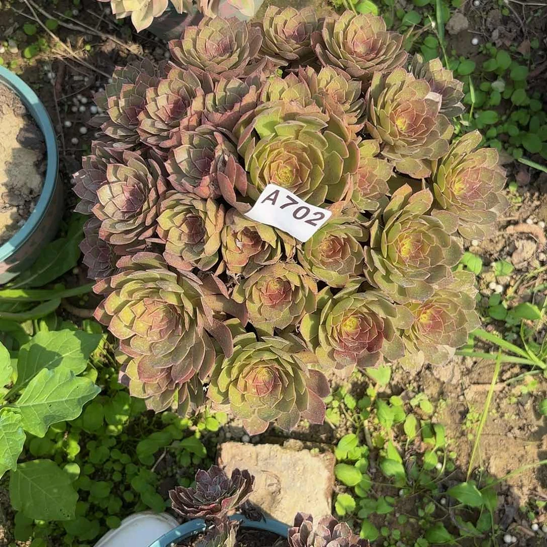 红魔702偏远不包邮