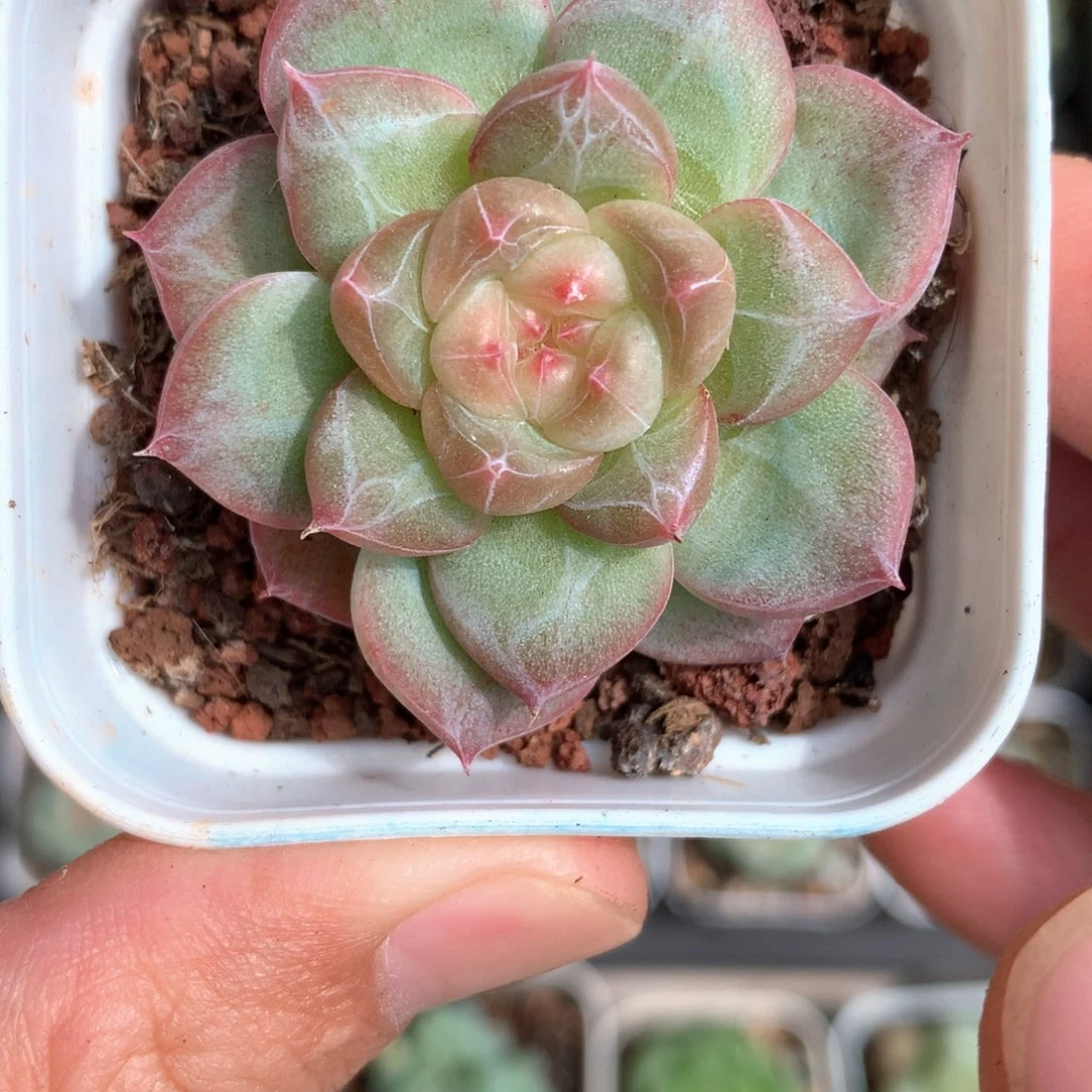 粉白心。       20号