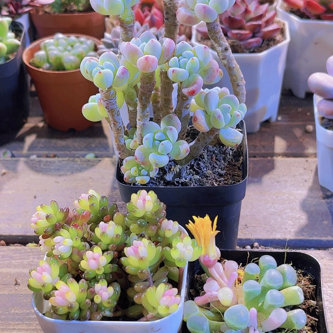 罗琦。龙珠。五十铃