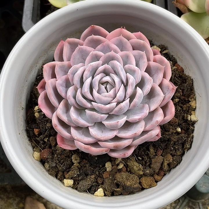 墨西哥雪球锦一物一拍