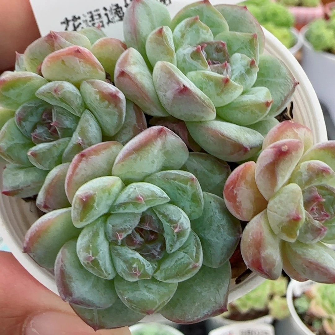 花语逸镜0902-189散
