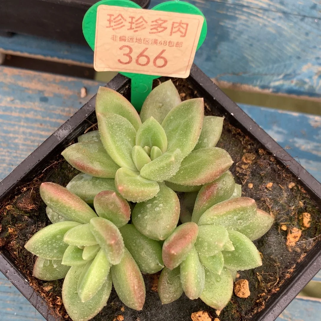 迷雾泡泡无砍平头366