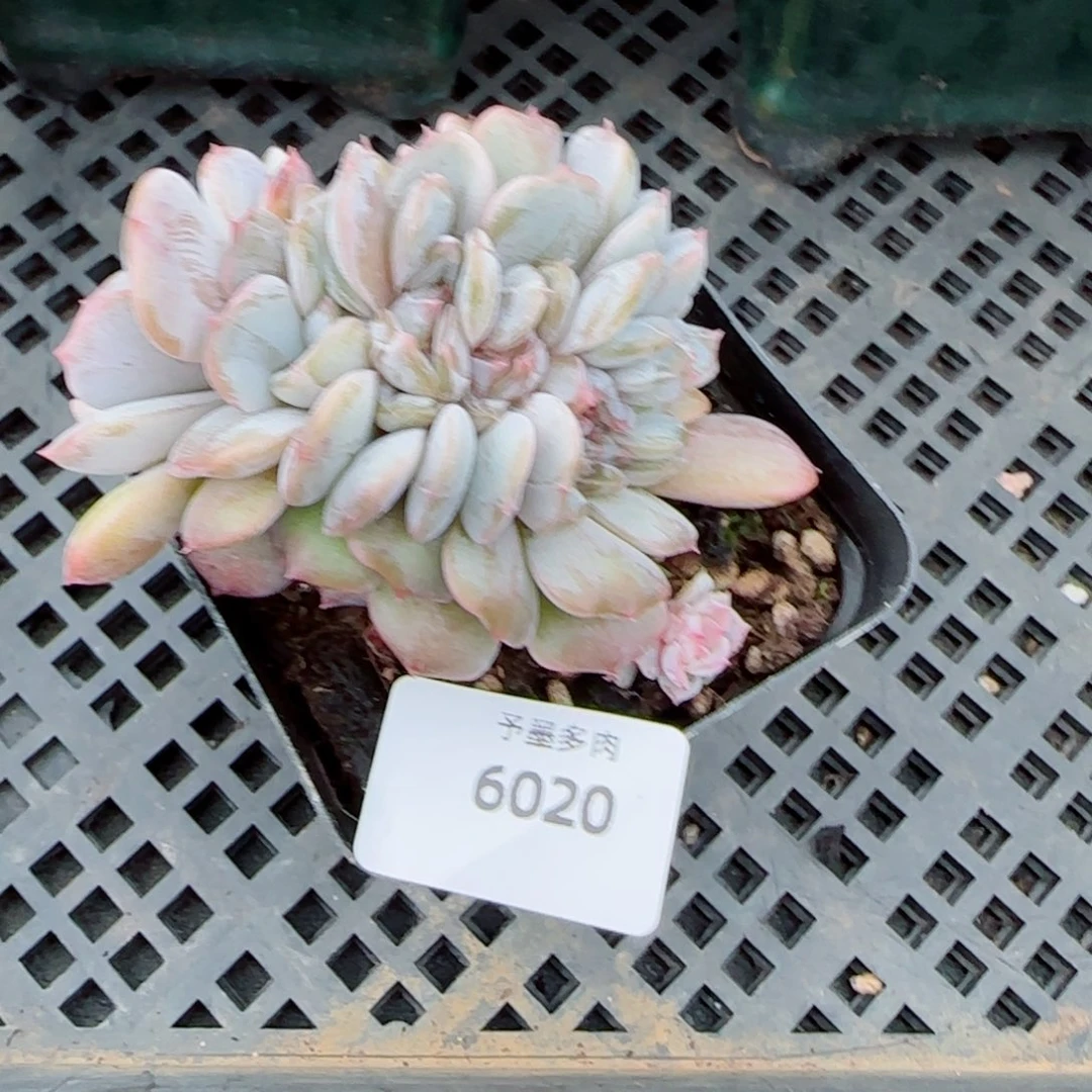 宫花缀，6020多肉植物