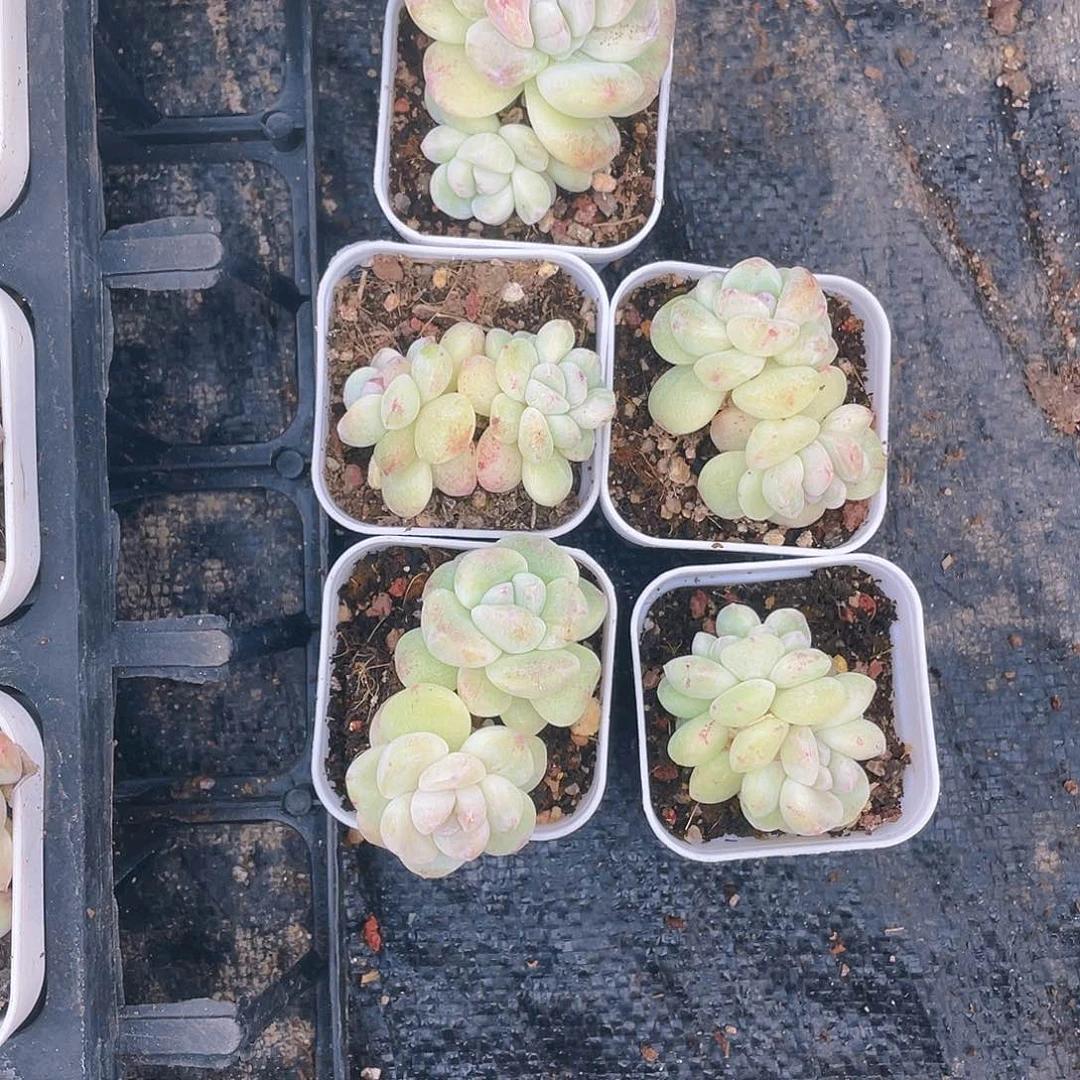 石化大双冰玉盆一个满25包邮