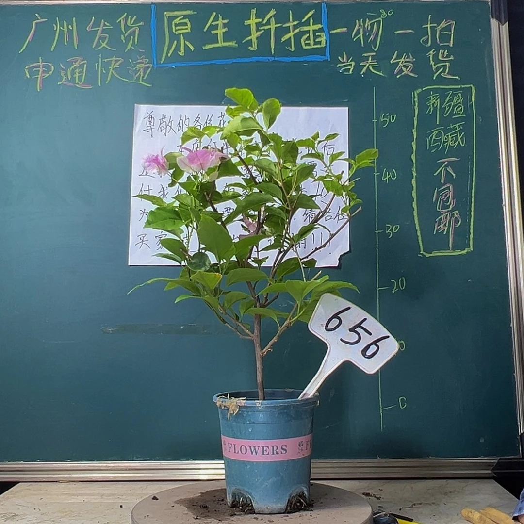 当前无花栽培后可以开花广红樱 656