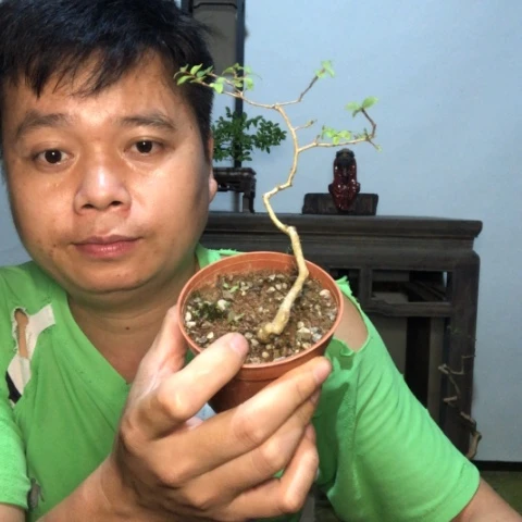 无花朵盆景盆栽植物