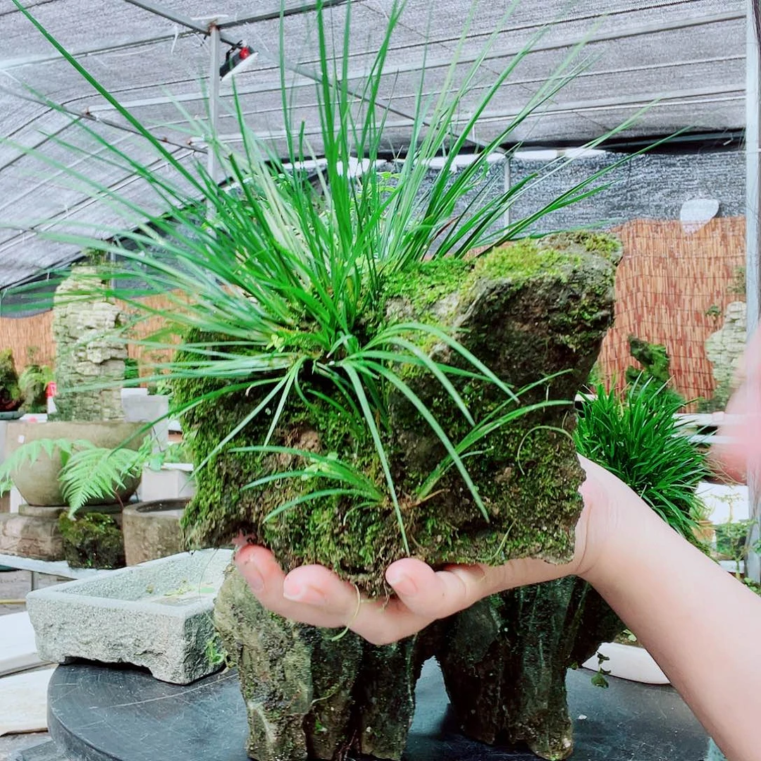 用***0当前无花栽培后可以开花