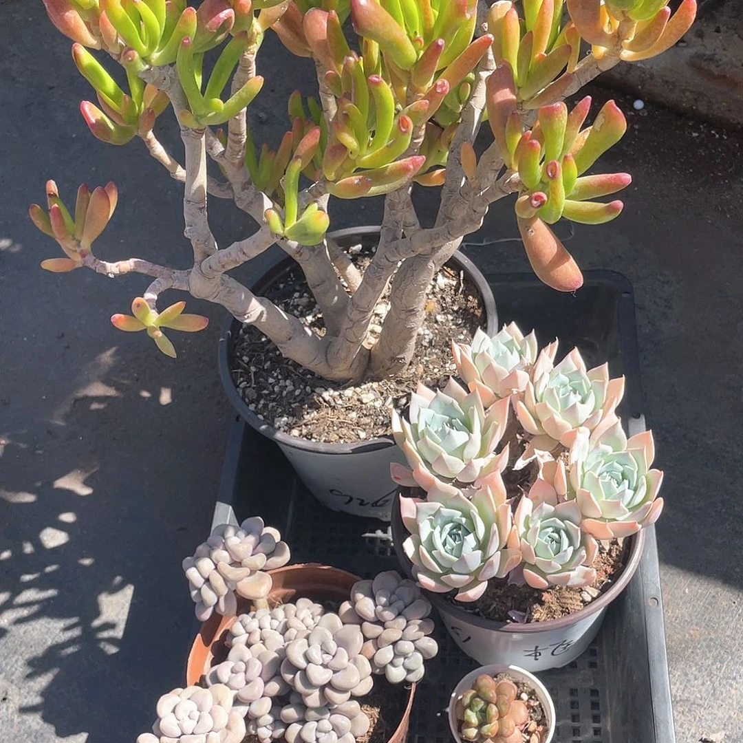 喃***喃脱土发货三颗精品多肉