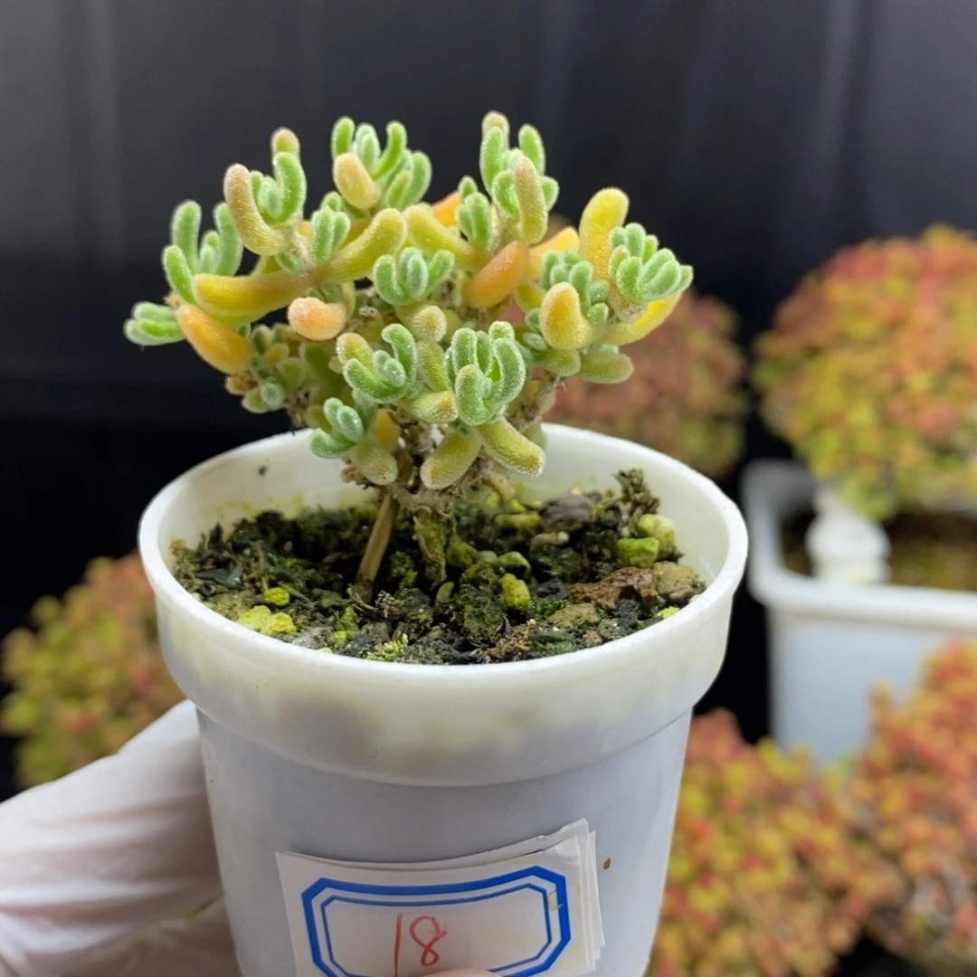 无花朵18号实生橙叶枝干