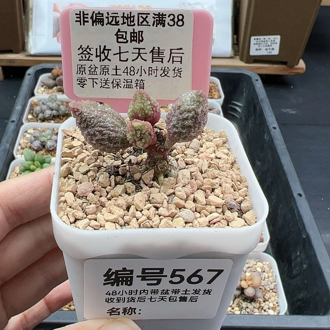 567逸尘多肉植物