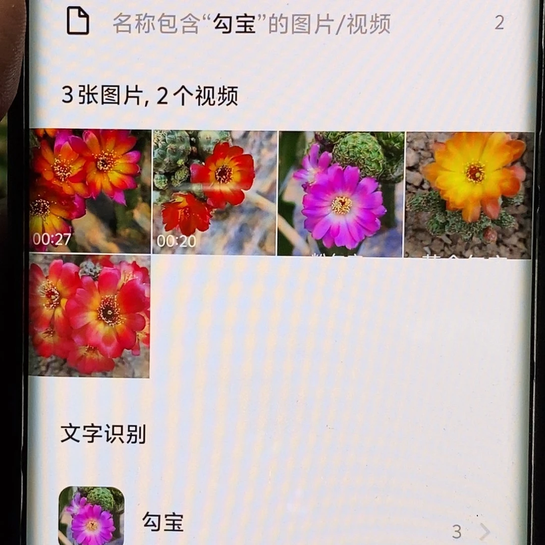 勾宝 黄金 勾宝2 粉 侧芽3个
