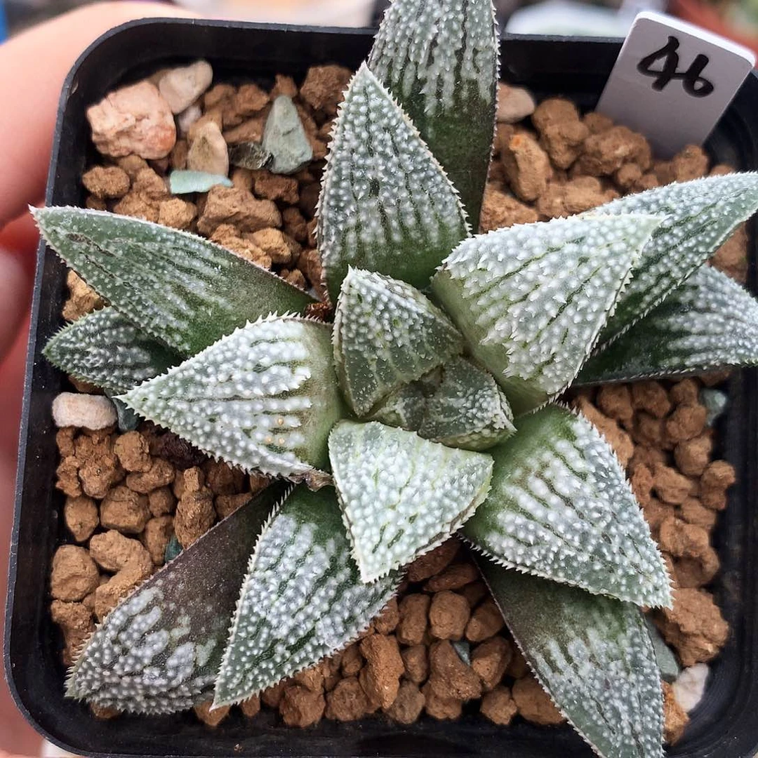 一物一拍，46号，带盆带土