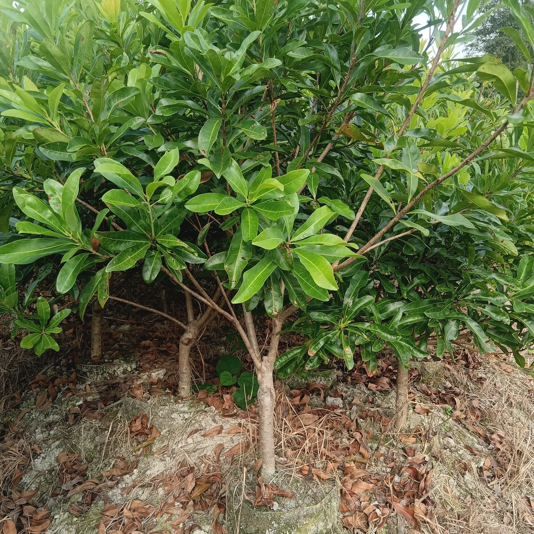 王子安海大黑炭杨梅树苗盆栽庭院种植带土带叶可