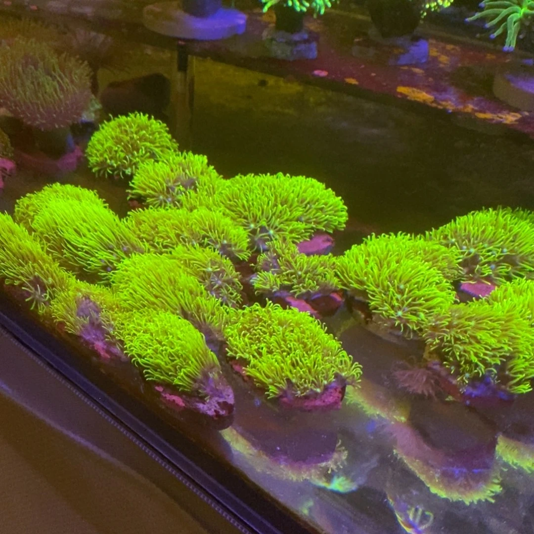 纽扣珊瑚一物一拍