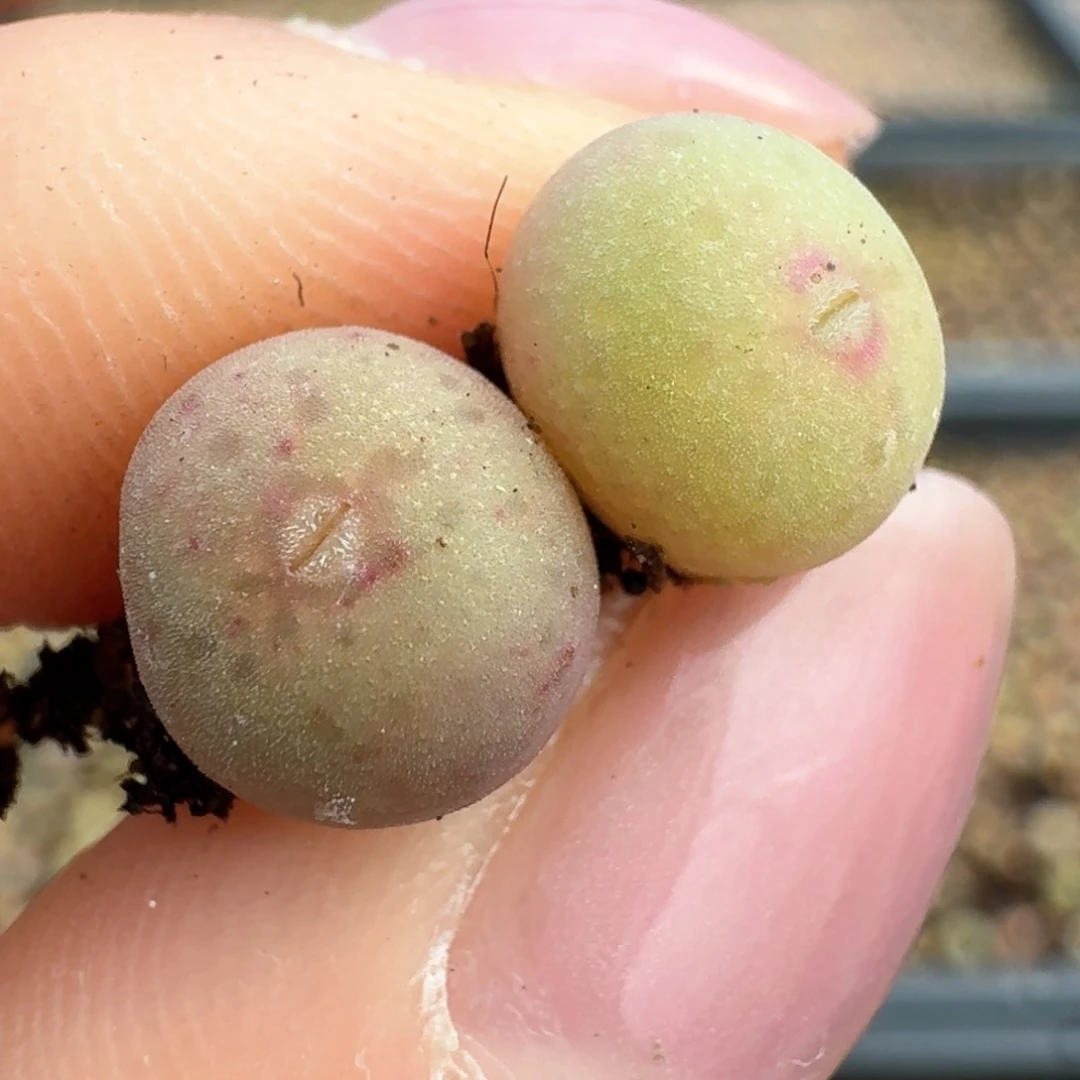 125大枪皮卡丘两颗000000