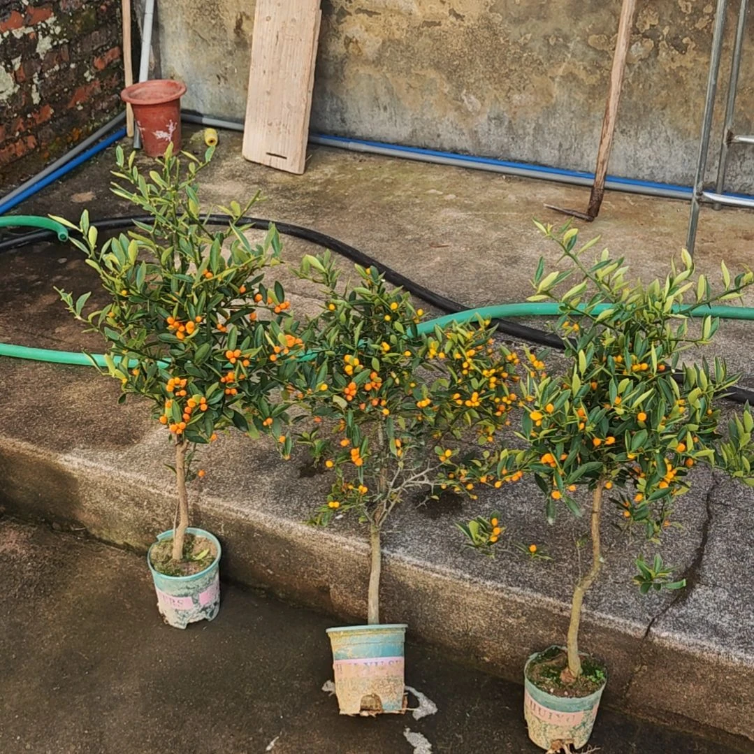 渔***杰完全开放福豆盆栽原盆福建龙岩发货