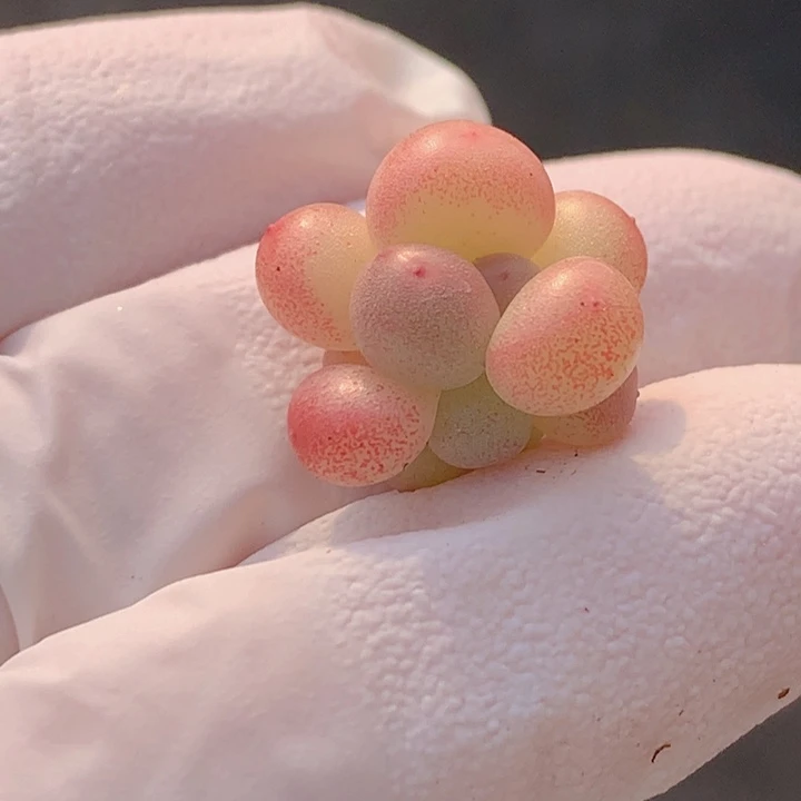 021 萤火虫 雪梅 1+2