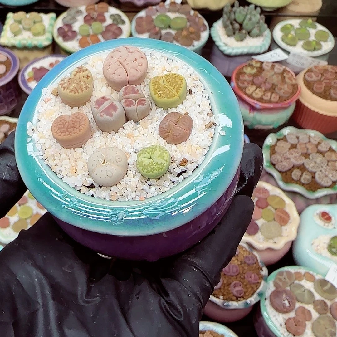 生石花满18包邮1029-89