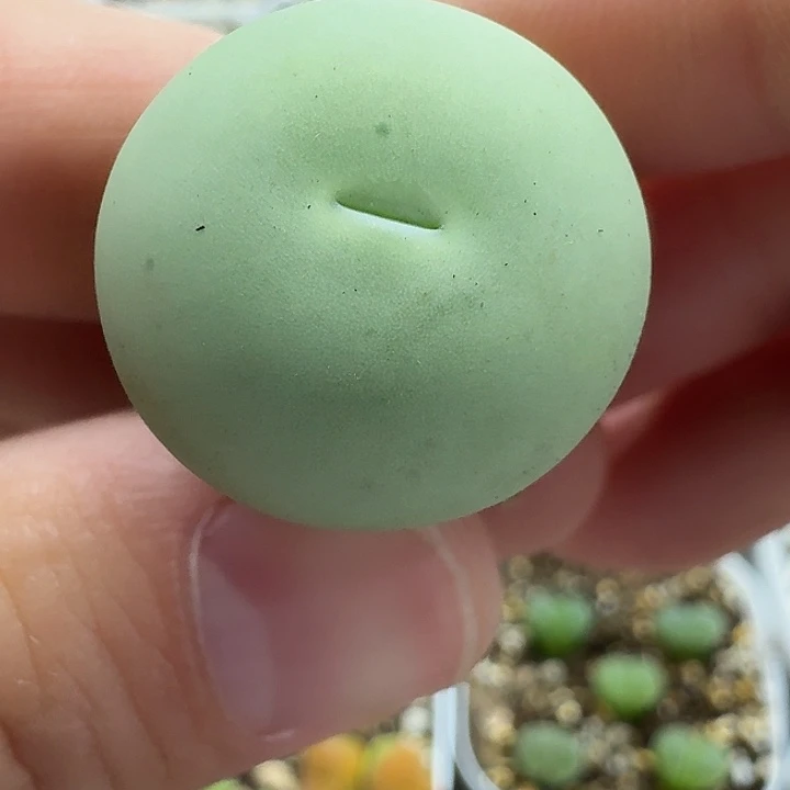 老马生石花2.3鸽子蛋2210