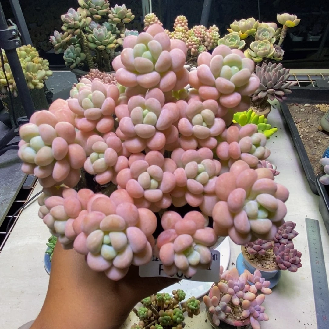 005洛可可多肉10cm