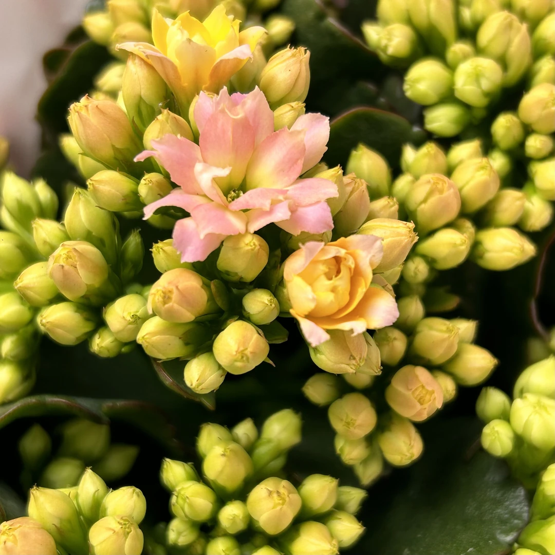 新品美人面变色复色110盆长寿花