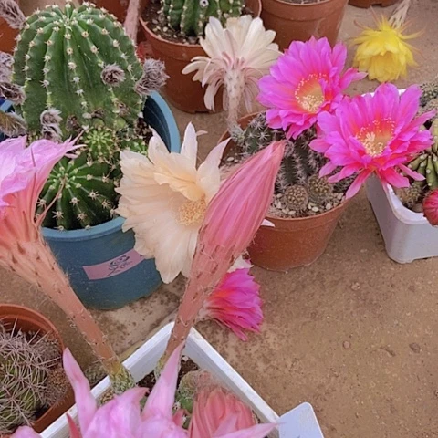 永*植物通用磷钾肥250克