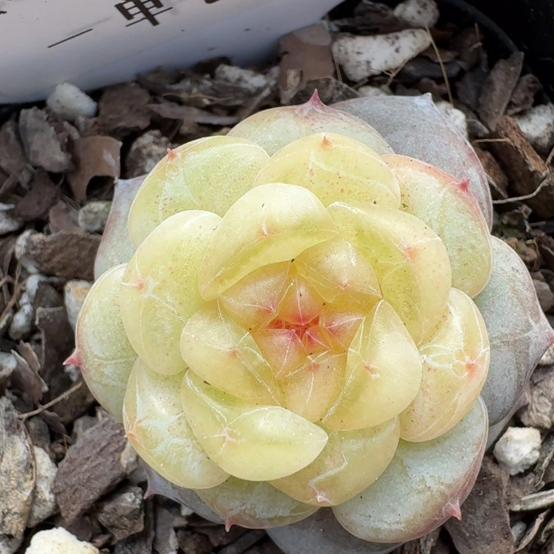 0102-芳草1单头一颗