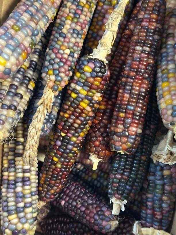 文玩玉米 七彩玉米 手工DIY 毛料直播间