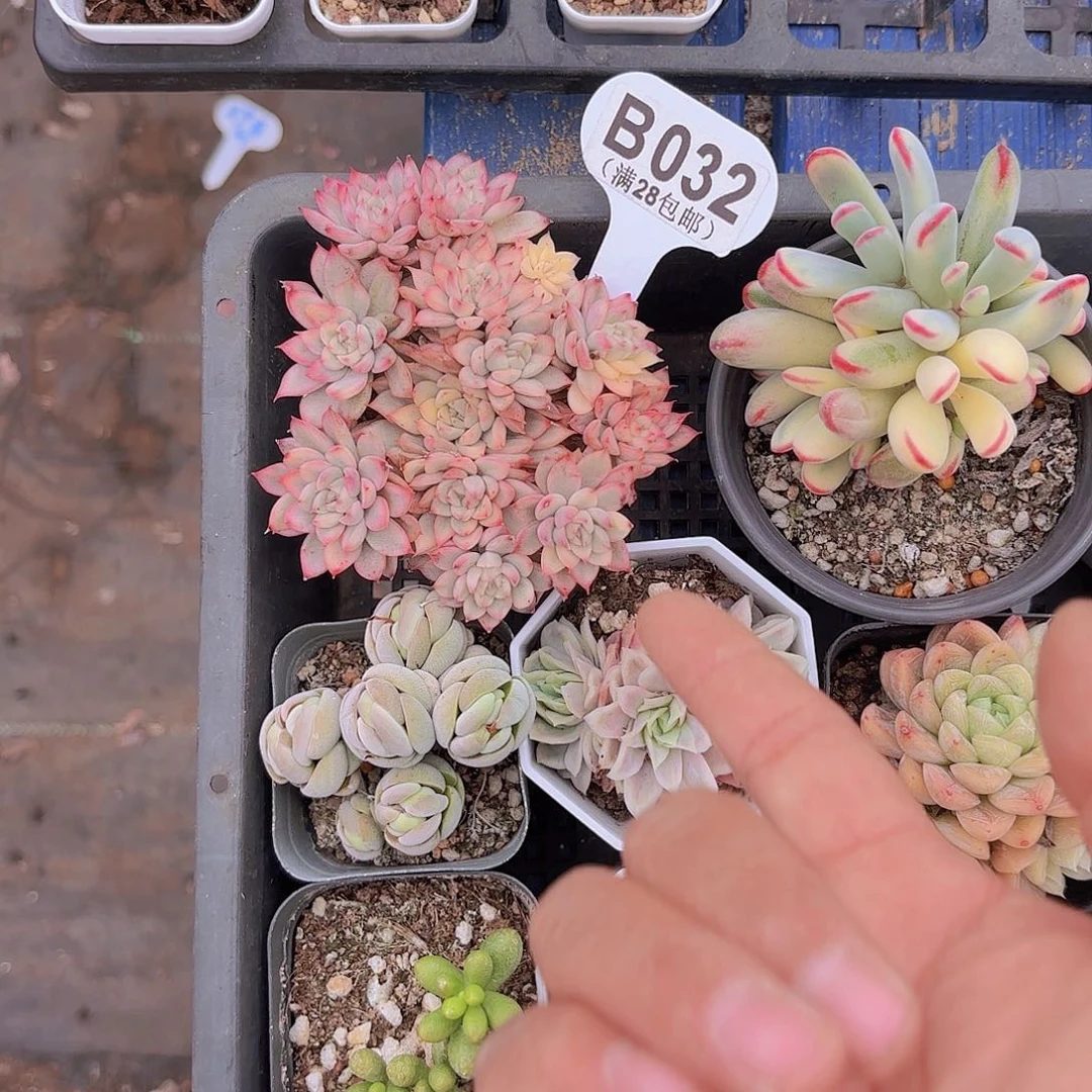 静*.B032女雏锦一物一拍