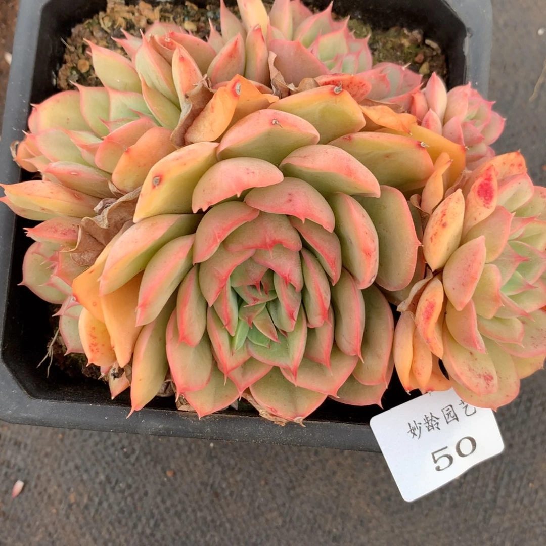 50杂交精品基地14厘米