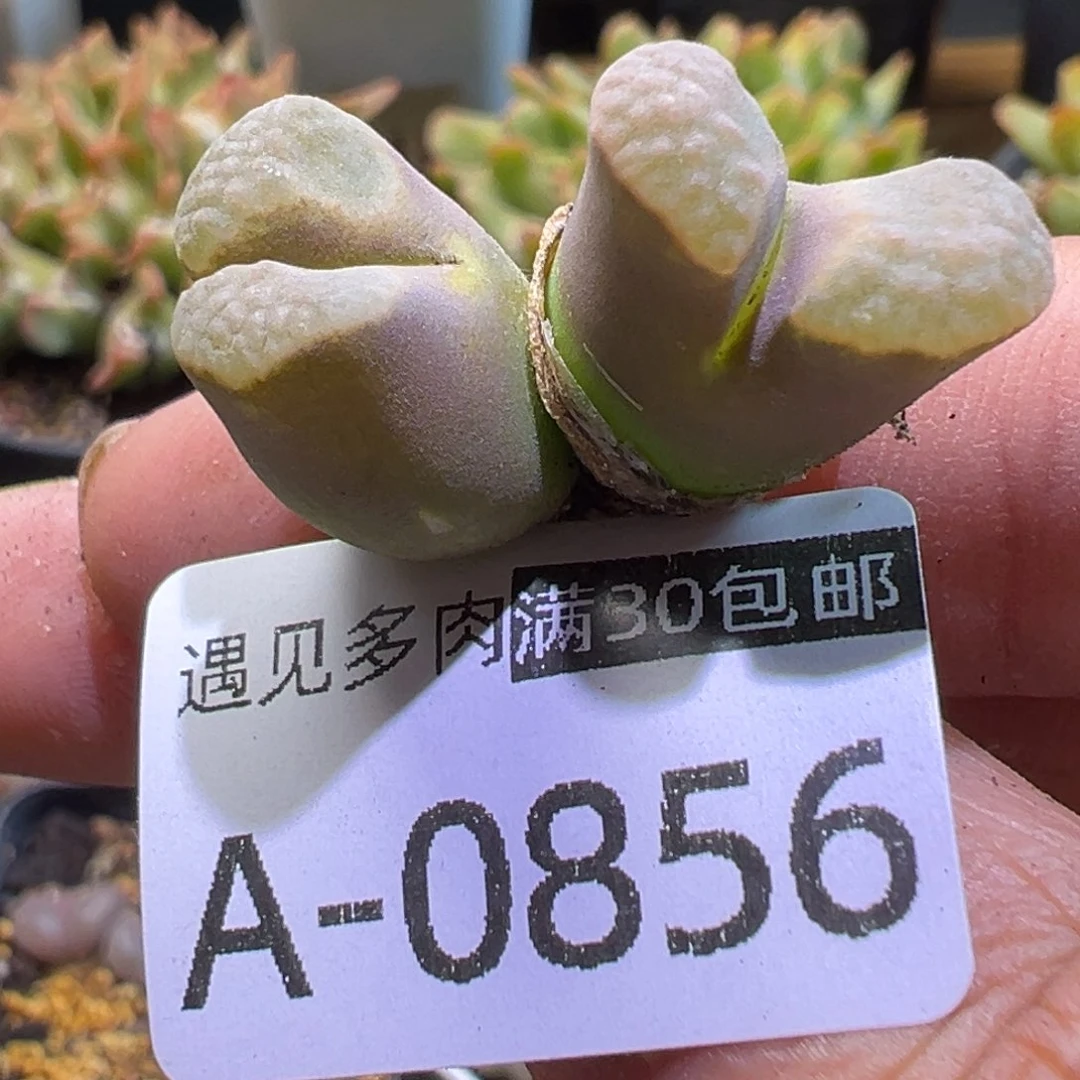 多肉植物111111111111111