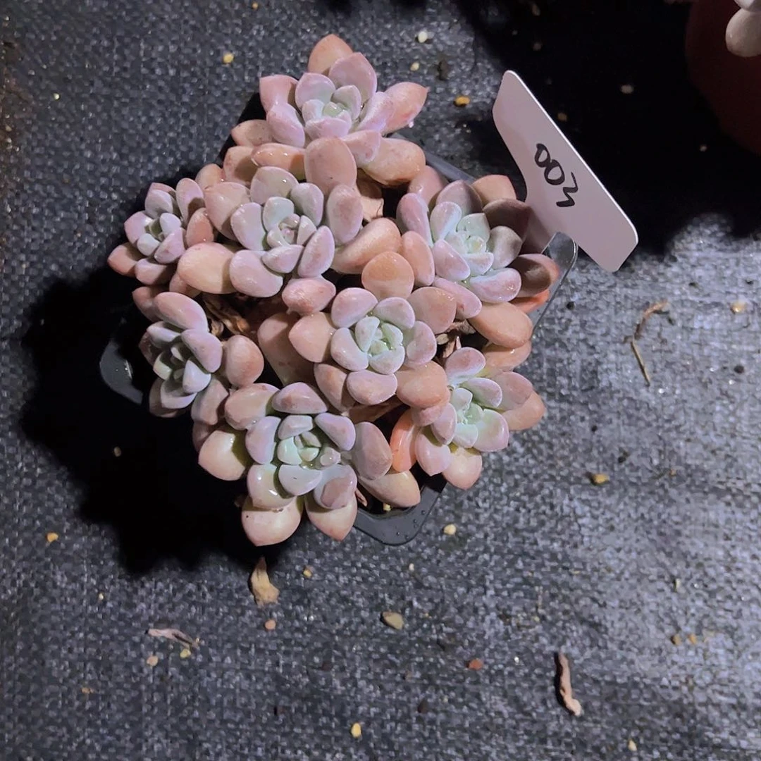 就****星003白露。。。。。。。