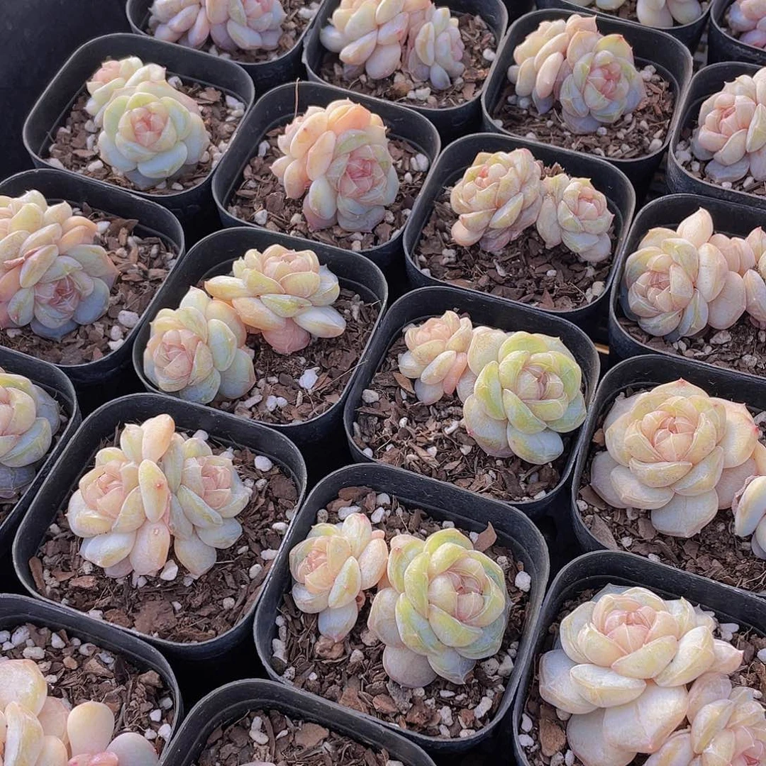 量拍65号 糖心白兰地双头一个