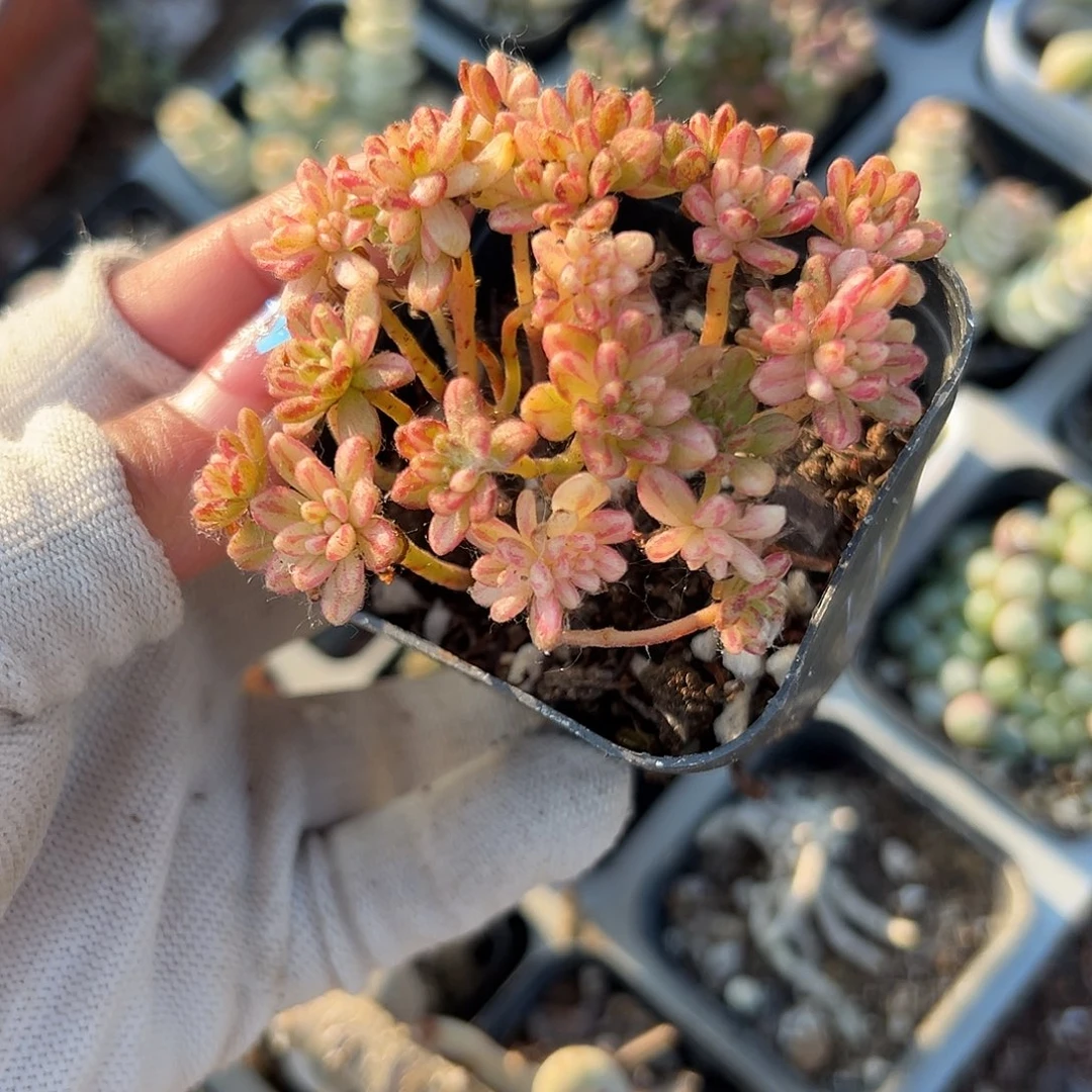 多肉植物小人祭锦