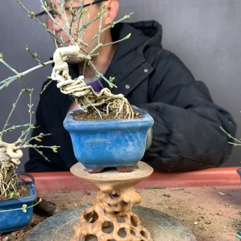 当前无花栽培后可以开花