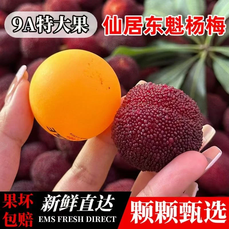 【高山大东魁】果王仙居杨梅正宗水果当季新鲜现摘超甜优质饱满冷链