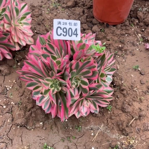 904女巫不包断枝