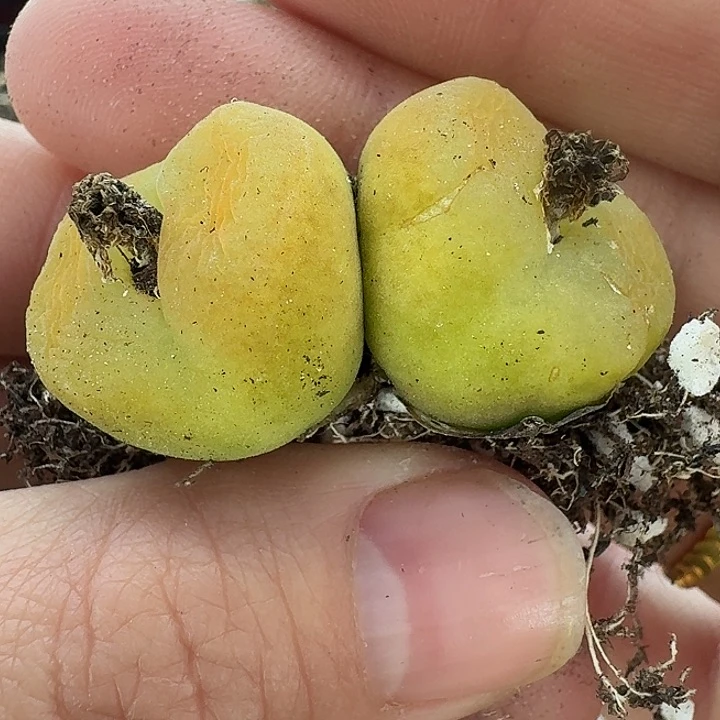 老马生石花蟠桃1846