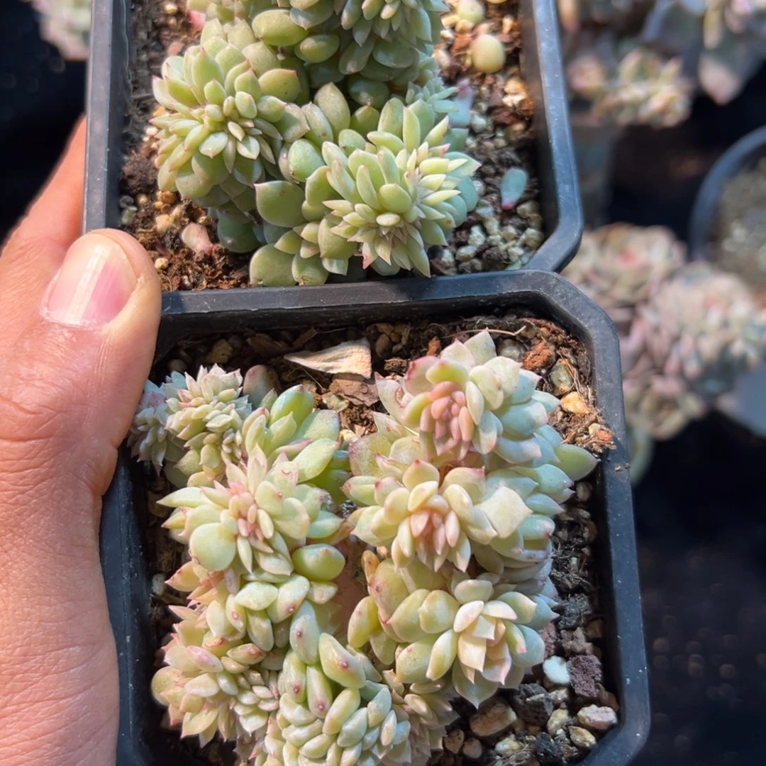 新年快乐 新年快乐