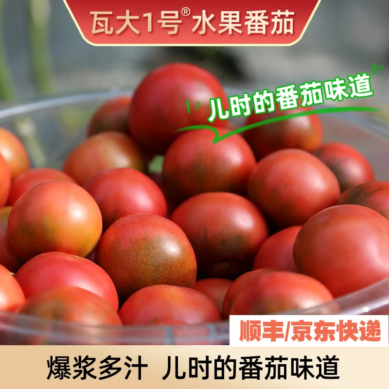 绿色食品瓦大1号水果番茄酸甜孕妇宝宝西红柿自然熟轻食养生3-5斤