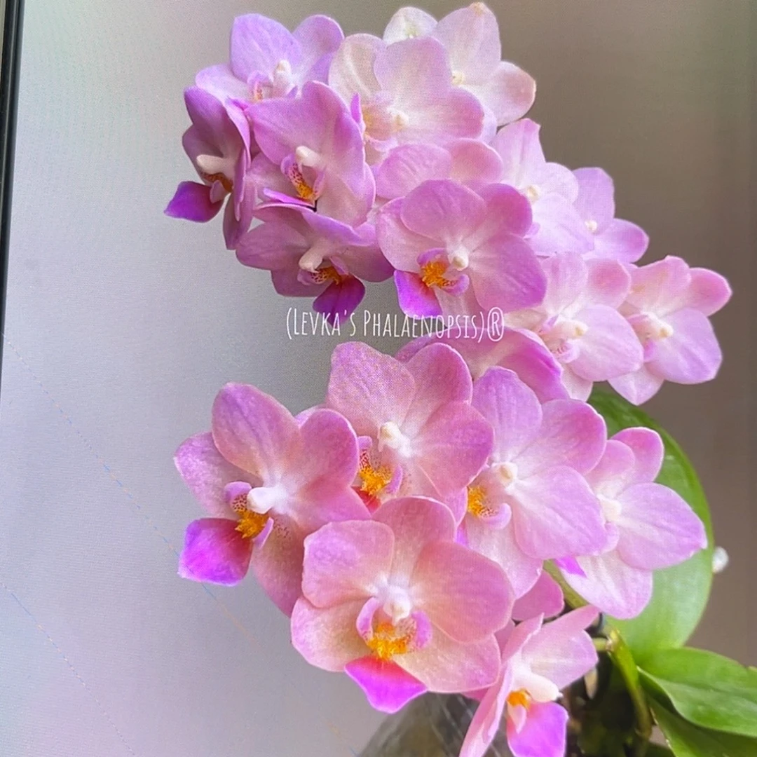 无花朵2.5寸桃之夭夭苗